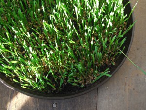 Weizengras selber ziehen +++ Verwendung ohne Entsafter 17 DSCN2491